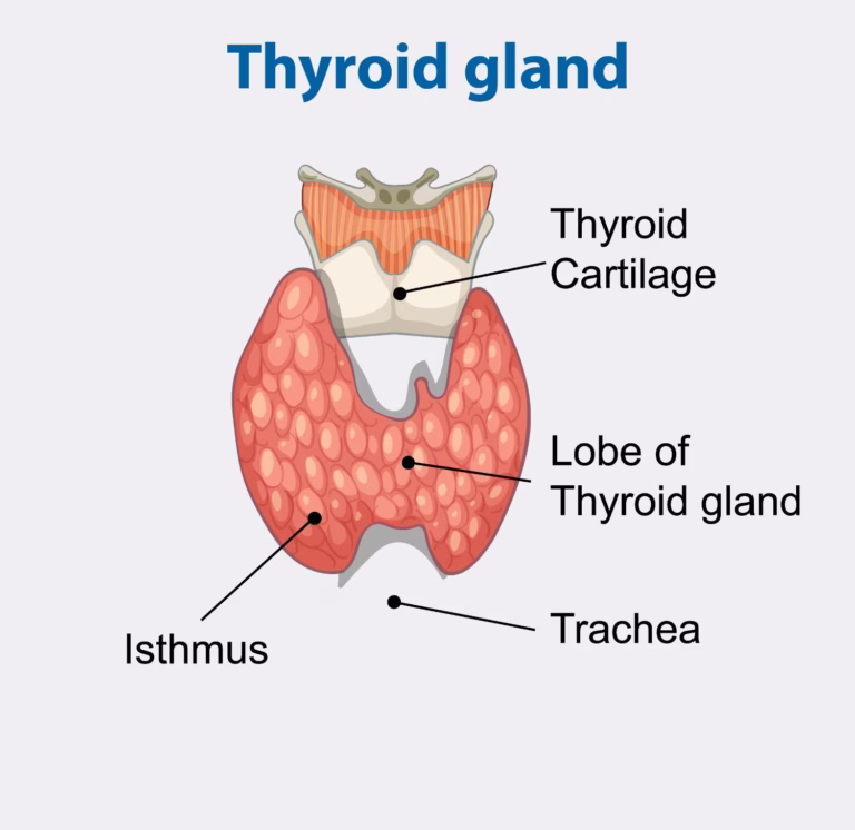 thyroid gland